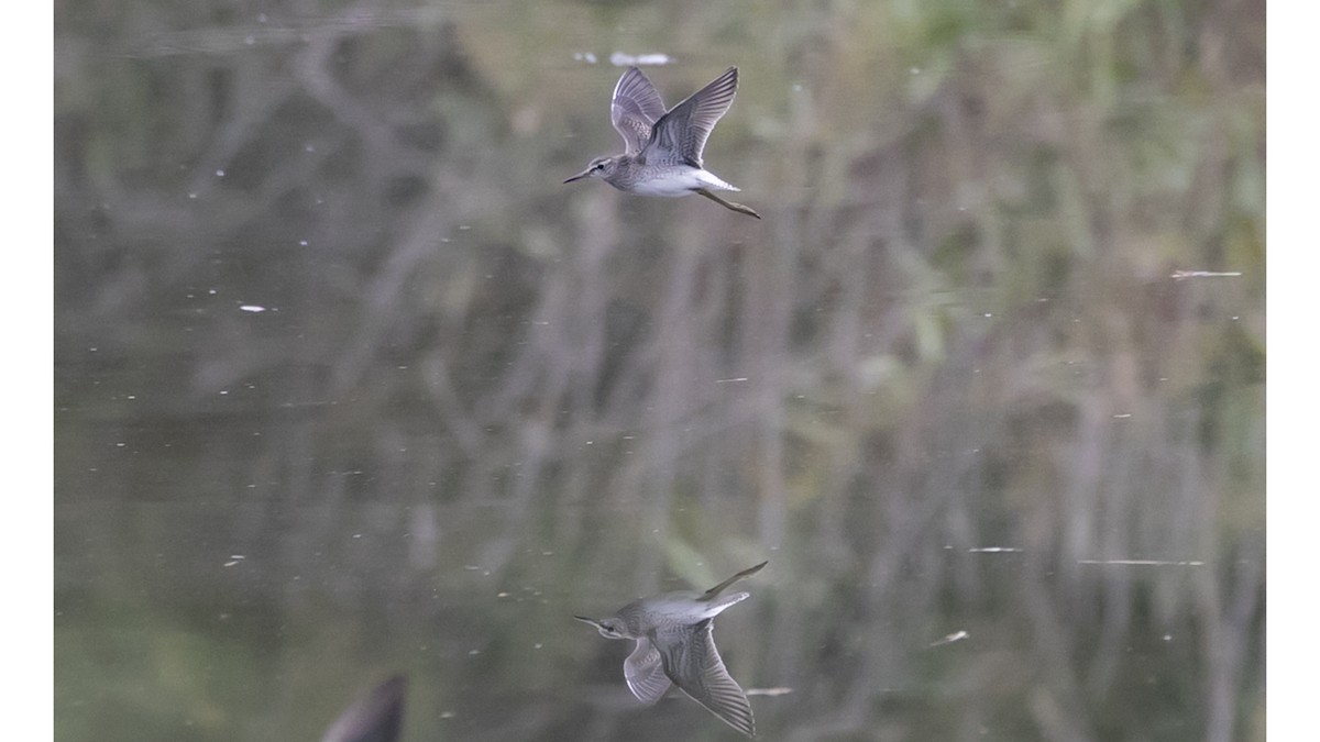 Wood Sandpiper - ML644549702