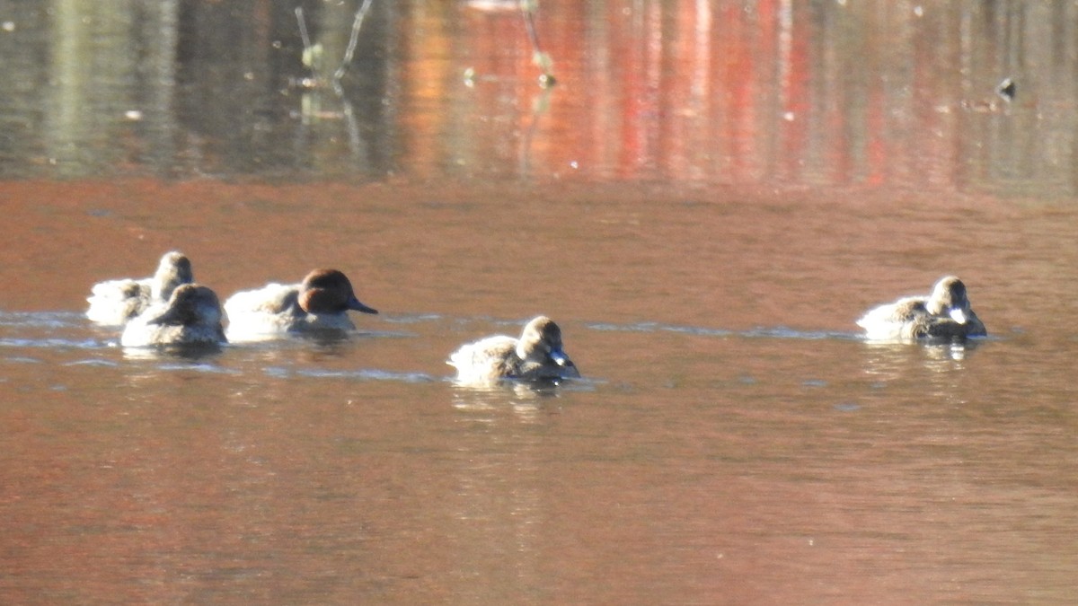 krikkand - ML644549704