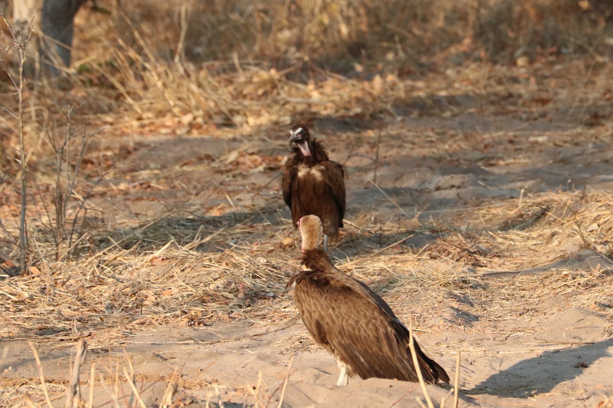 Kappengeier - ML644549716