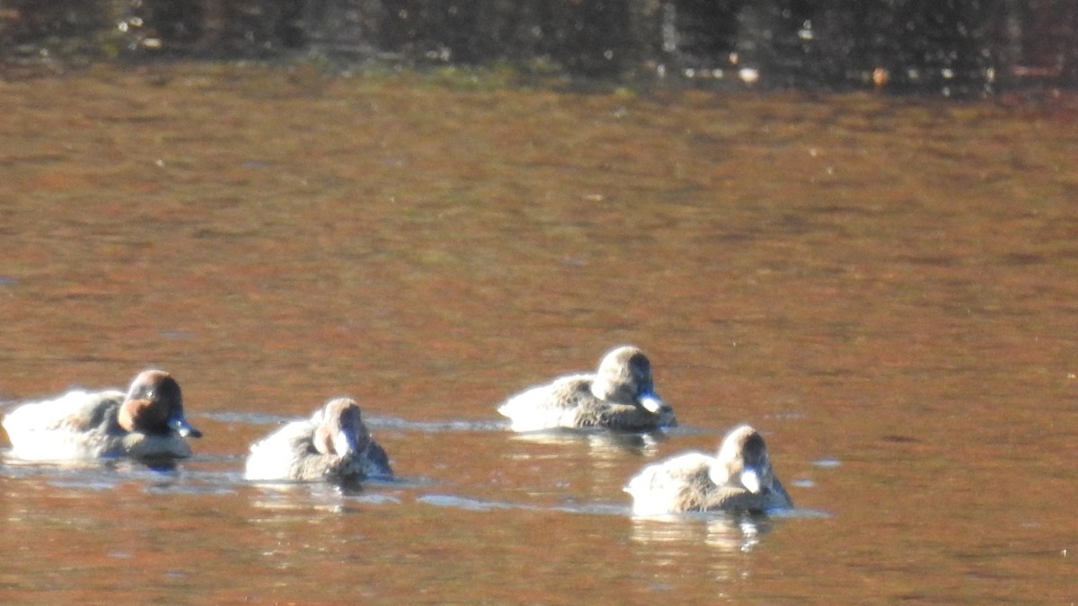 krikkand - ML644549718