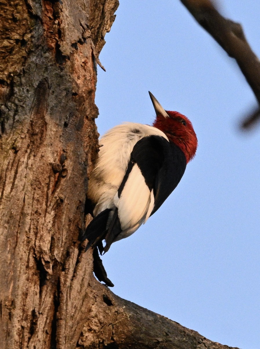 Red-headed Woodpecker - ML644549719