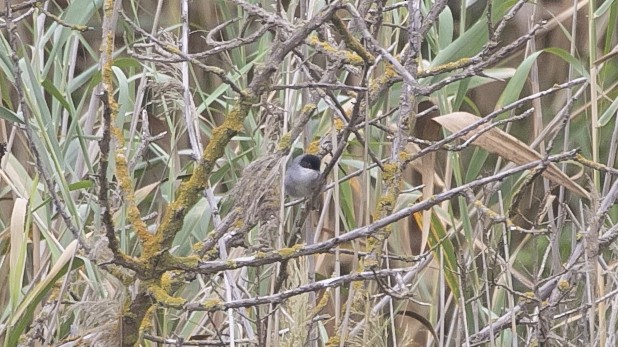 Fauvette mélanocéphale - ML644549729