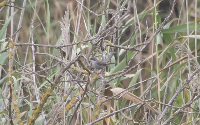 Fauvette mélanocéphale - ML644549730