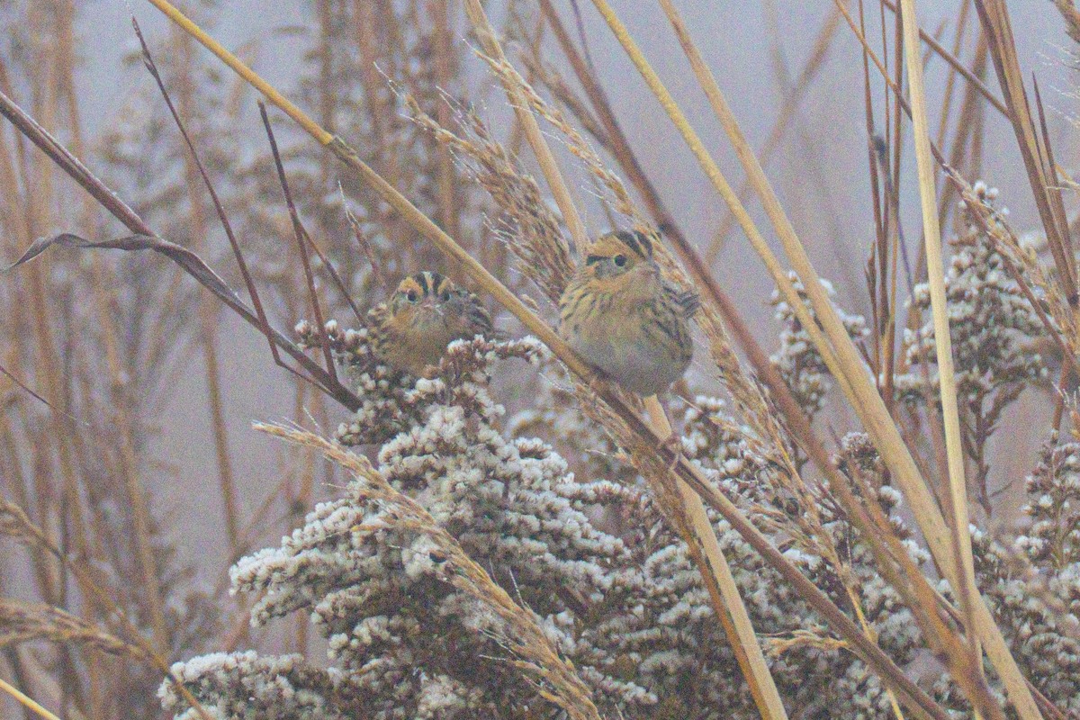 Луговая овсянка-барсучок - ML644549732