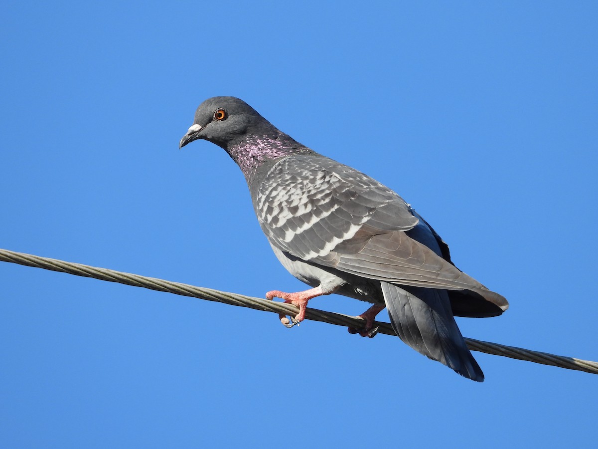 Kaya Güvercini (evcil tip) - ML644549734