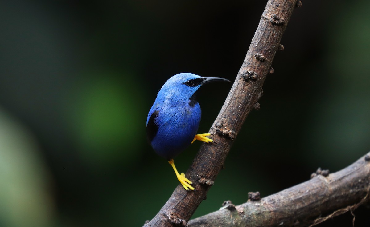 gulbeinhonningkryper - ML644549735