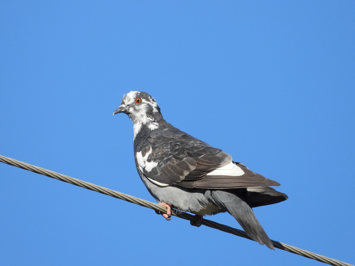 Kaya Güvercini (evcil tip) - ML644549736