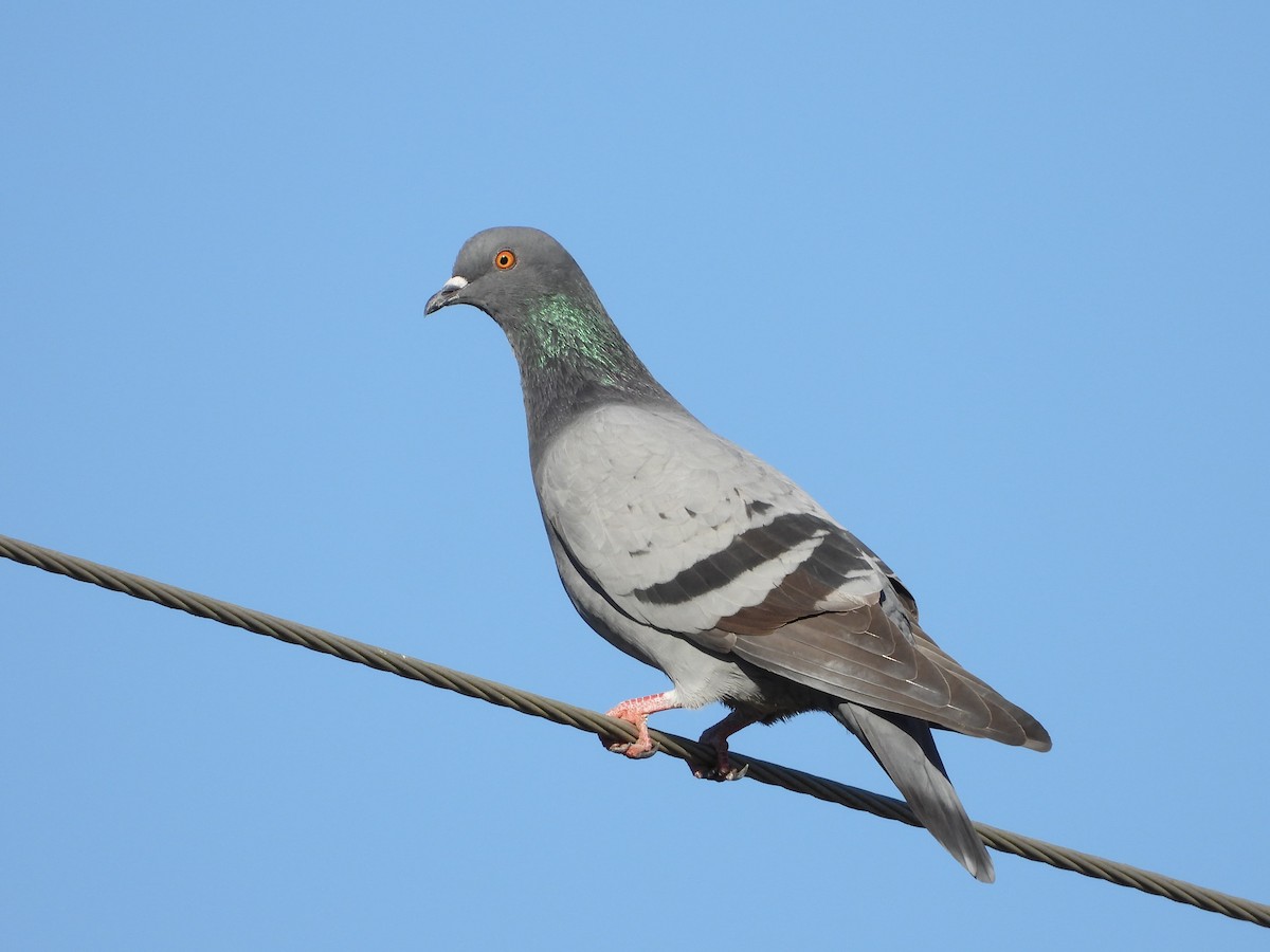 Kaya Güvercini (evcil tip) - ML644549737