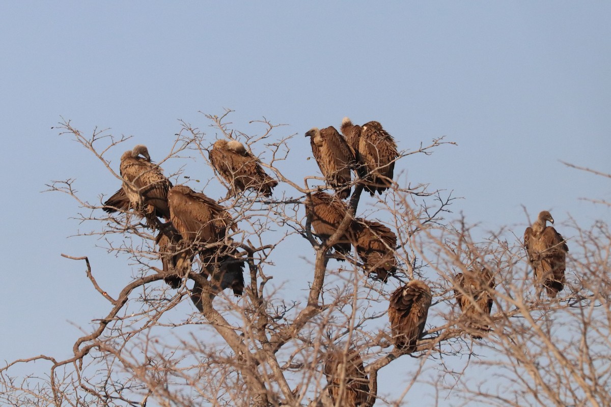 Weißrückengeier - ML644549742