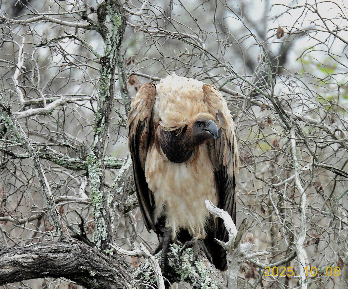 Buitre Dorsiblanco Africano - ML644549745