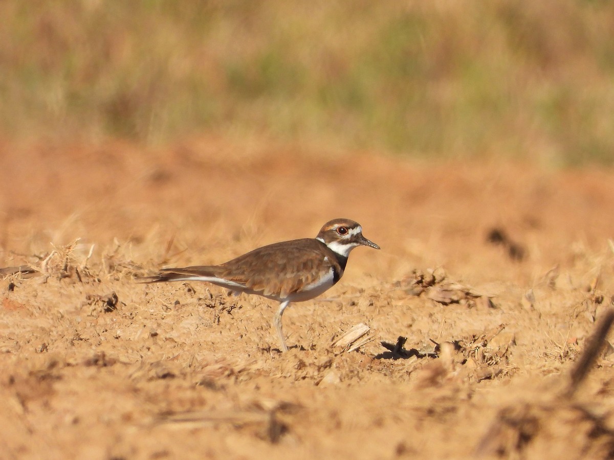 Çayır Cılıbıtı - ML644549750