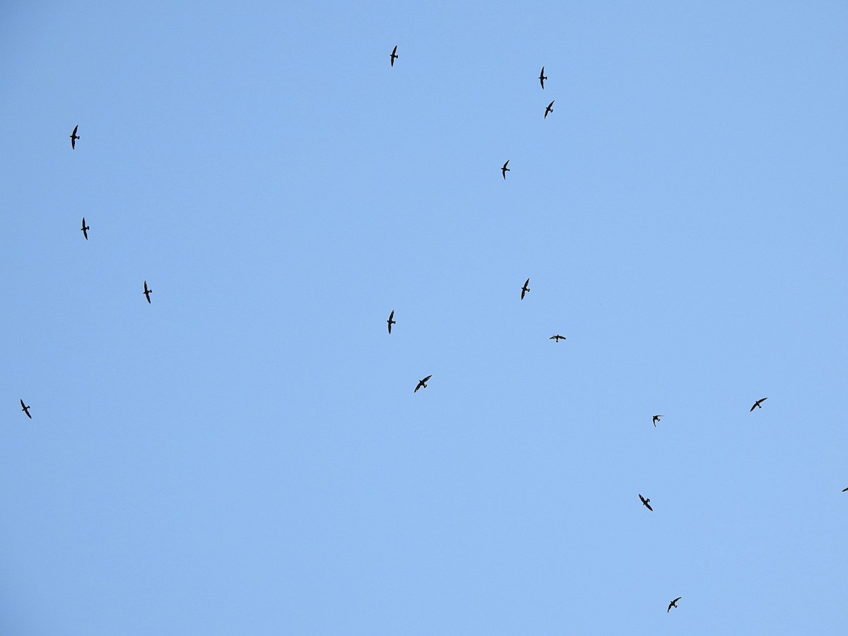 White-throated Needletail - ML644549758