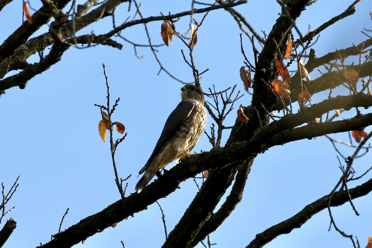 Merlin - ML644549761