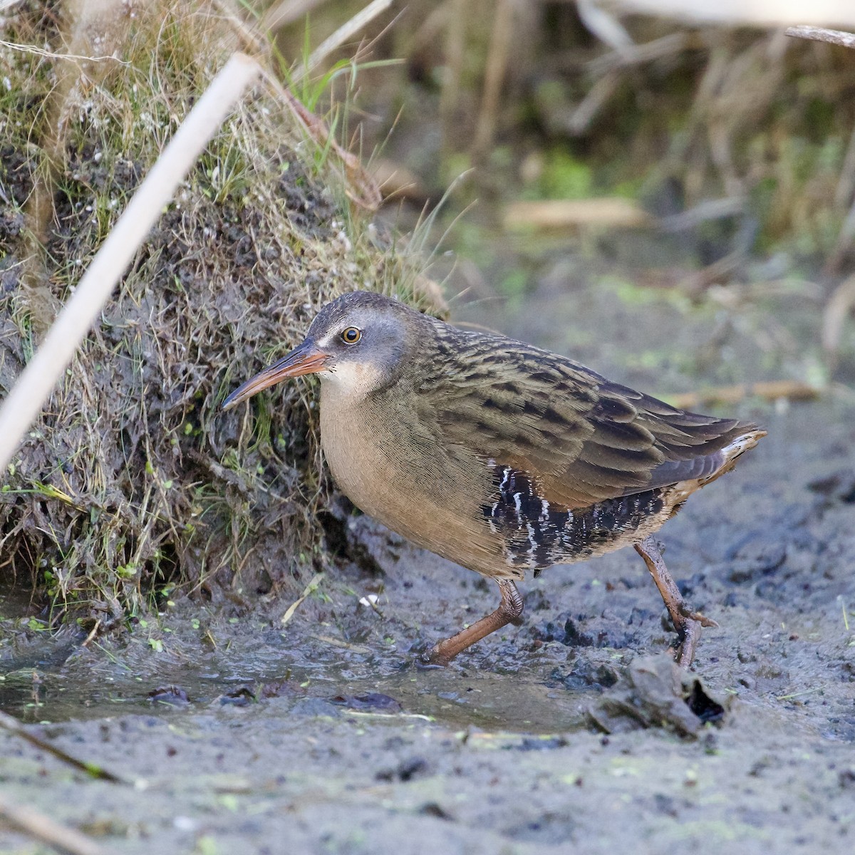 Virginia Rail - ML644549762