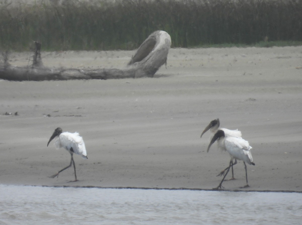 Wood Stork - ML644549776