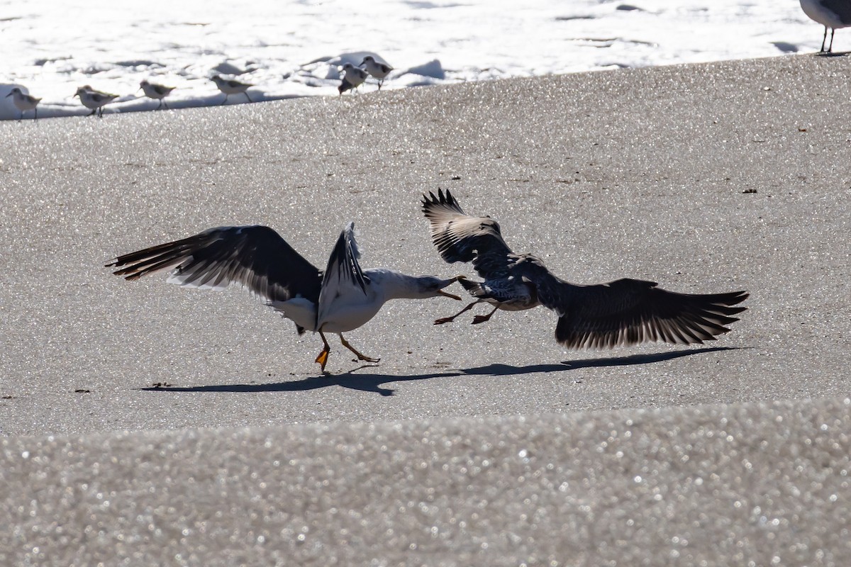 Lesser Black-backed Gull - ML644549779