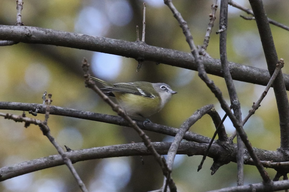 Viréo à tête bleue - ML644549783