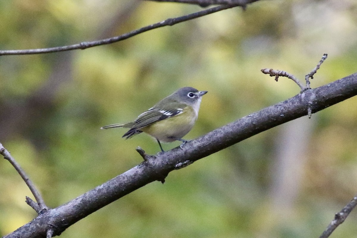 Viréo à tête bleue - ML644549784
