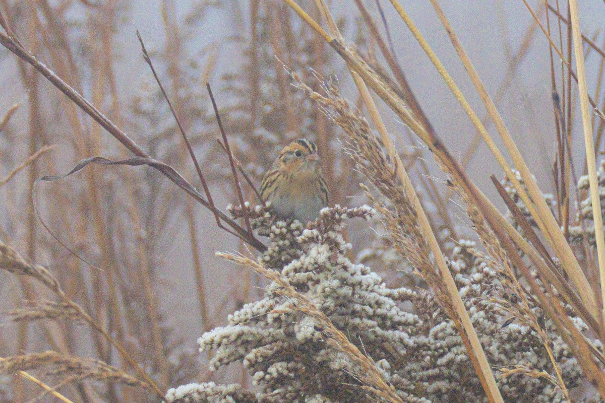Луговая овсянка-барсучок - ML644549794
