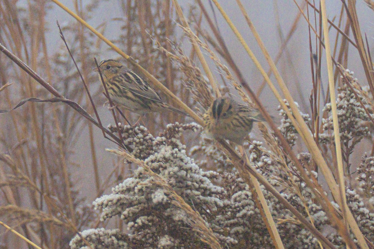 Луговая овсянка-барсучок - ML644549795