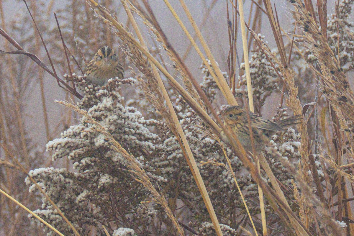 Луговая овсянка-барсучок - ML644549796