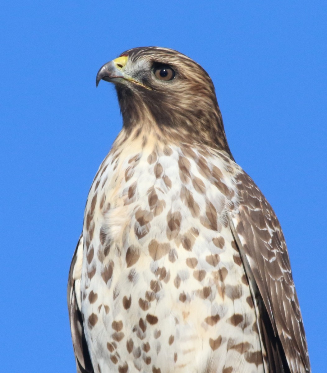 Red-shouldered Hawk - ML644549803