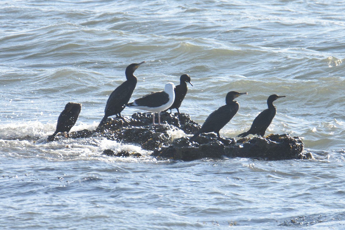 ヨーロッパヒメウ - ML644549806