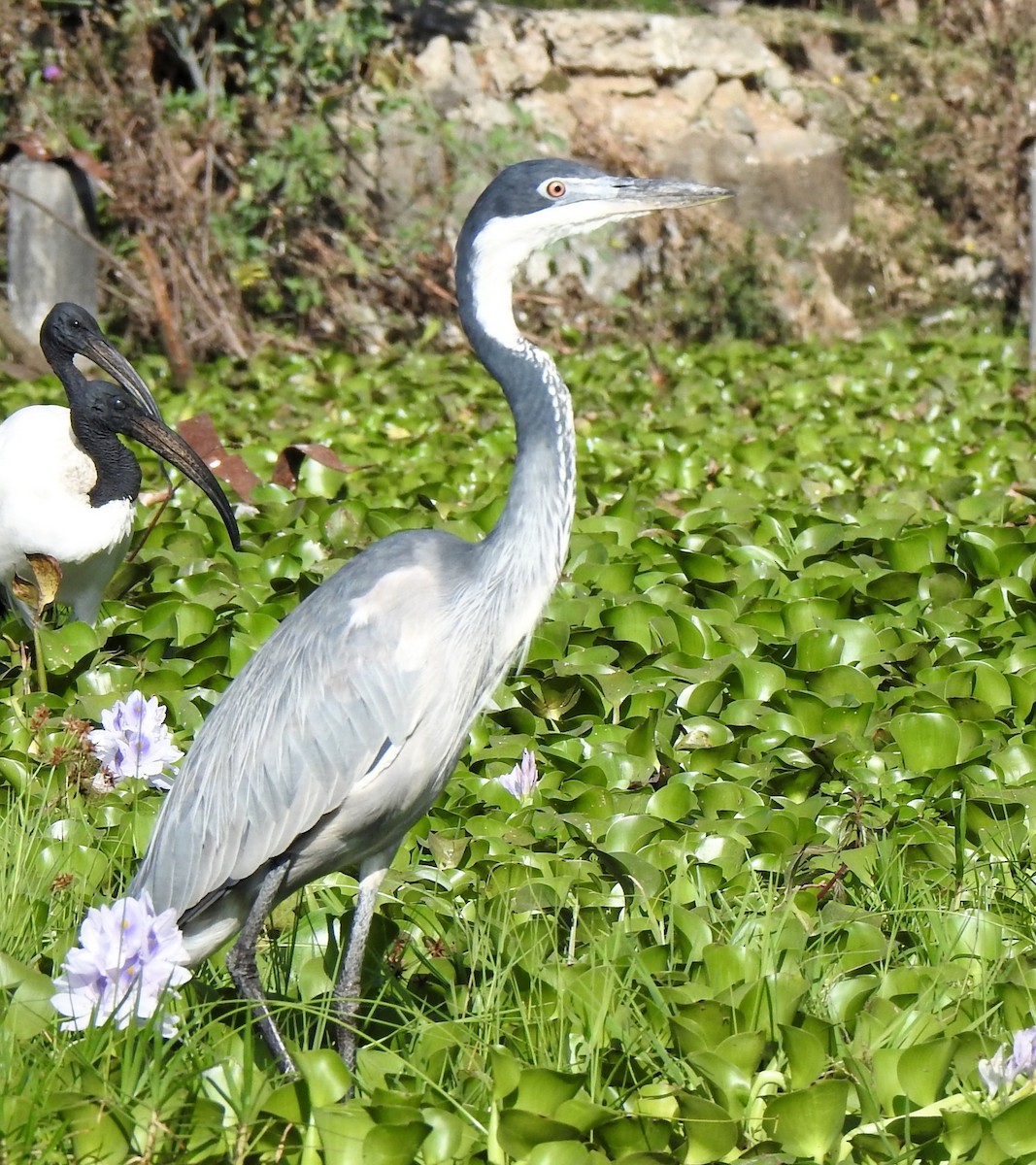 Black-headed Heron - ML644549807