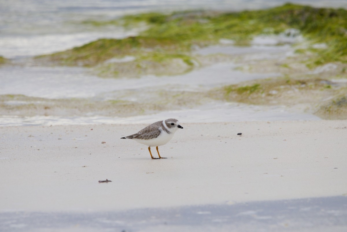 Flötenregenpfeifer - ML644549808