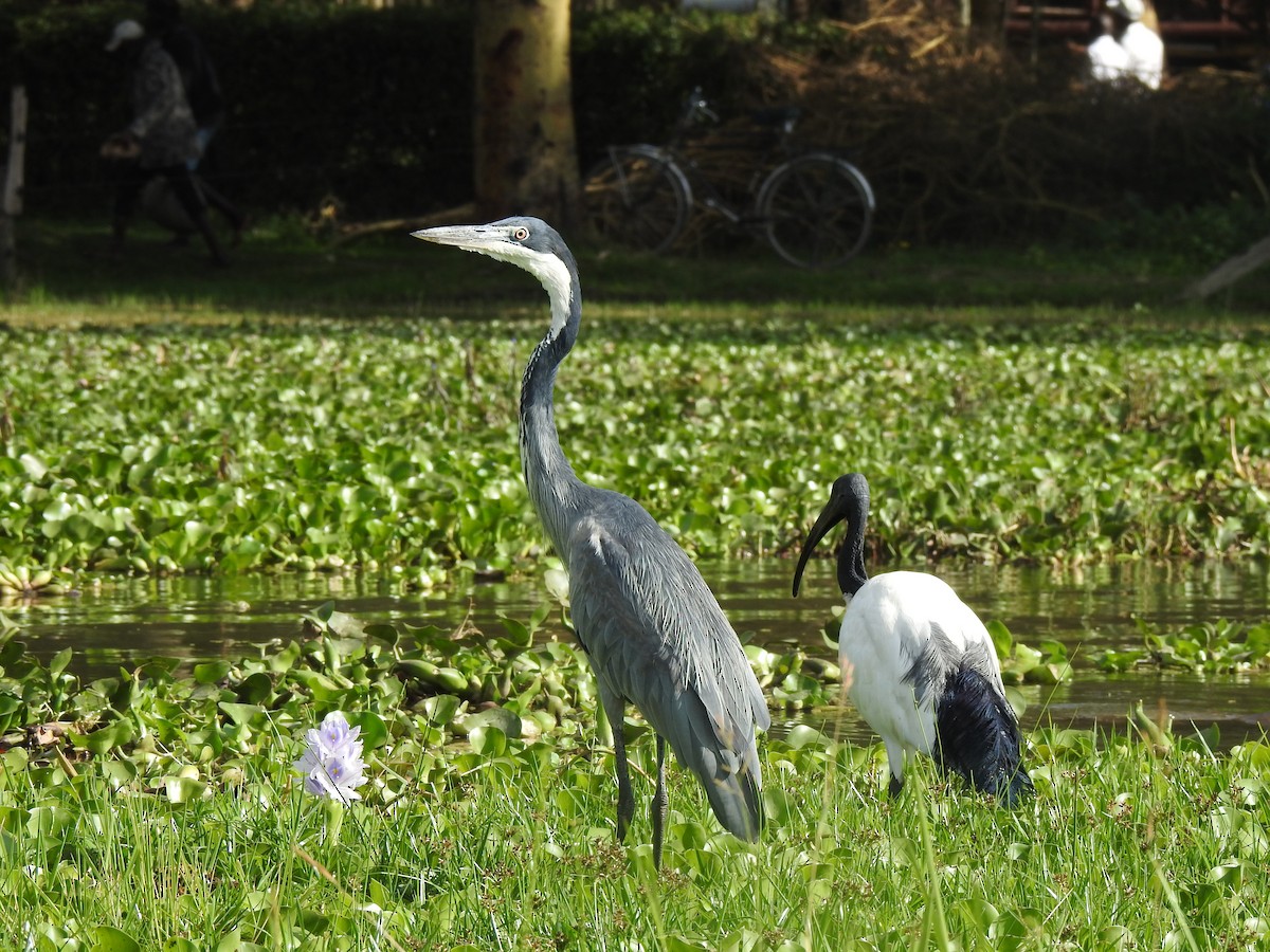 Black-headed Heron - ML644549809
