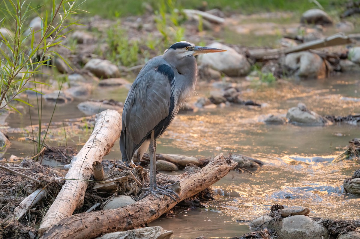 Great Blue Heron - ML644549810