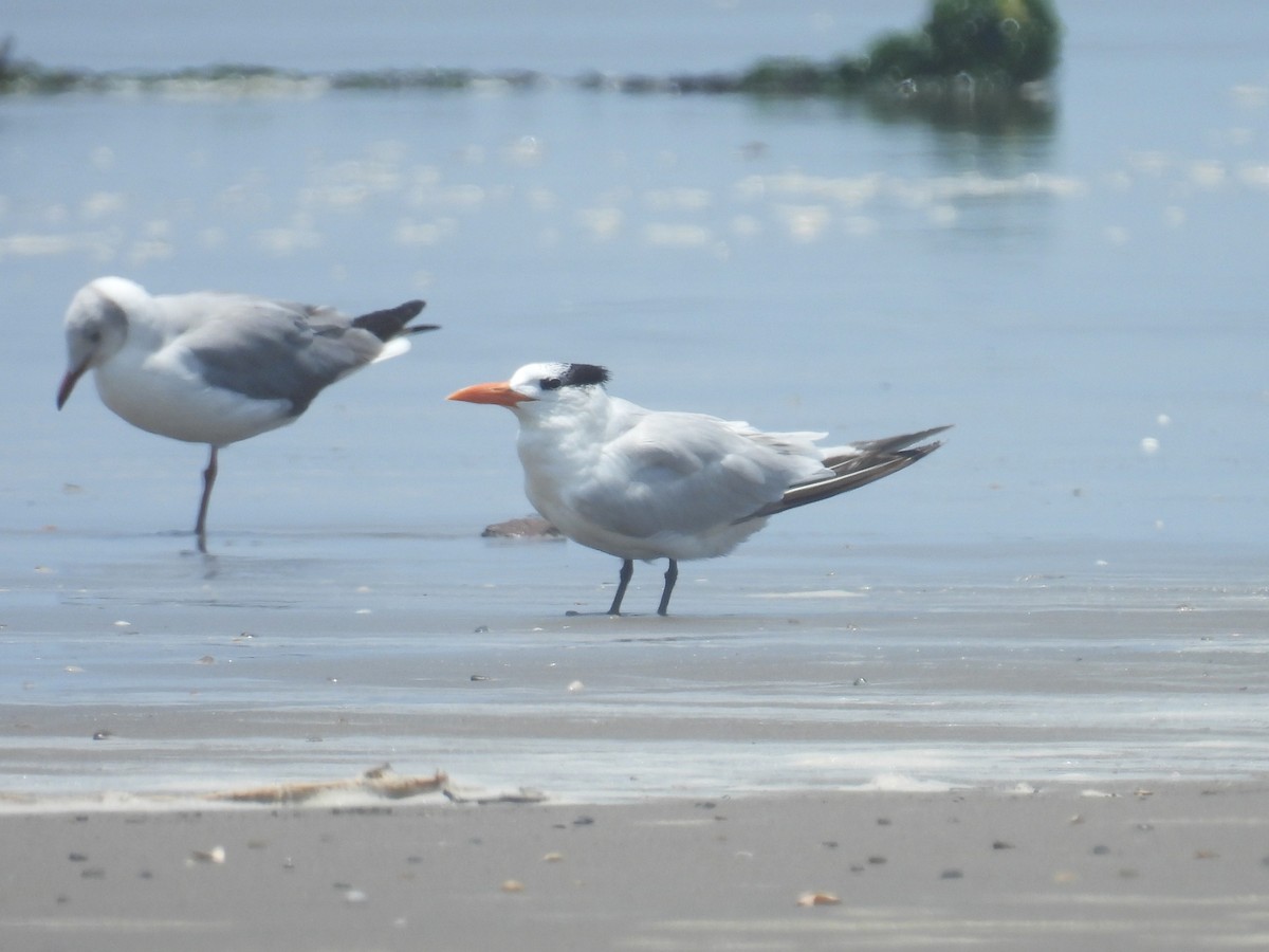 Royal Tern - ML644549812