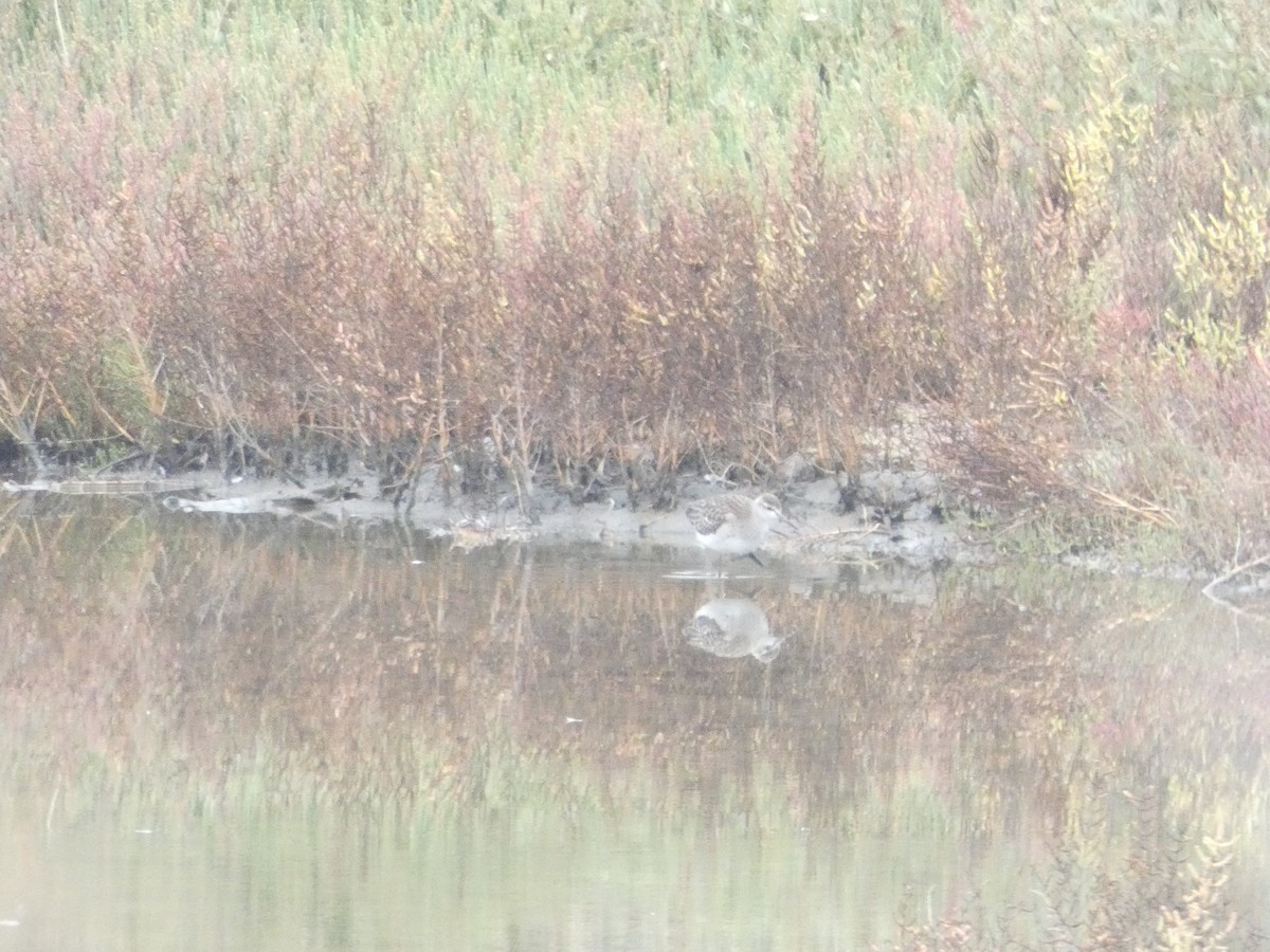 Wood Sandpiper - ML644549813