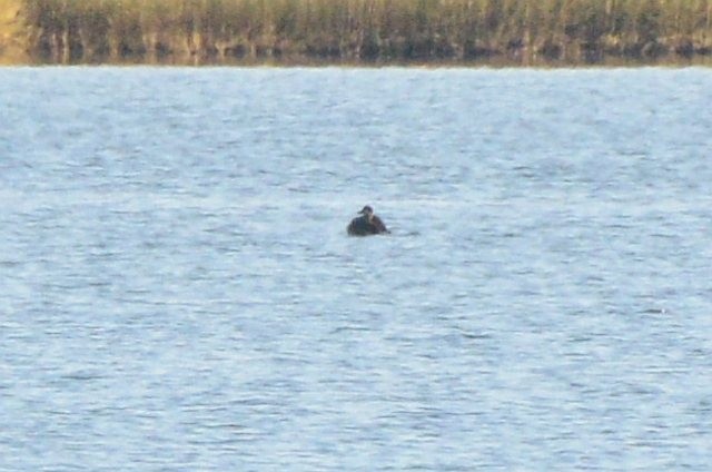 Ahatebeltz amerikarra - ML644549819