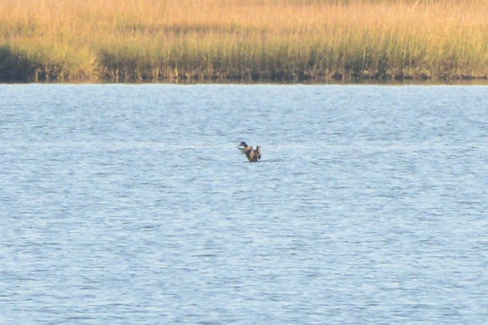 Ahatebeltz amerikarra - ML644549820