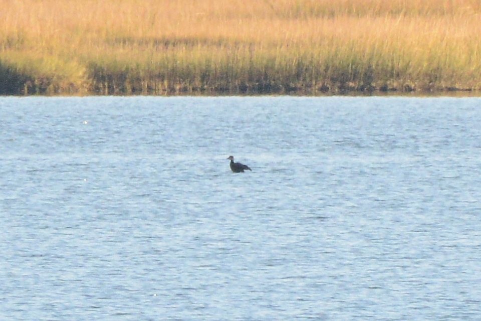 Ahatebeltz amerikarra - ML644549821