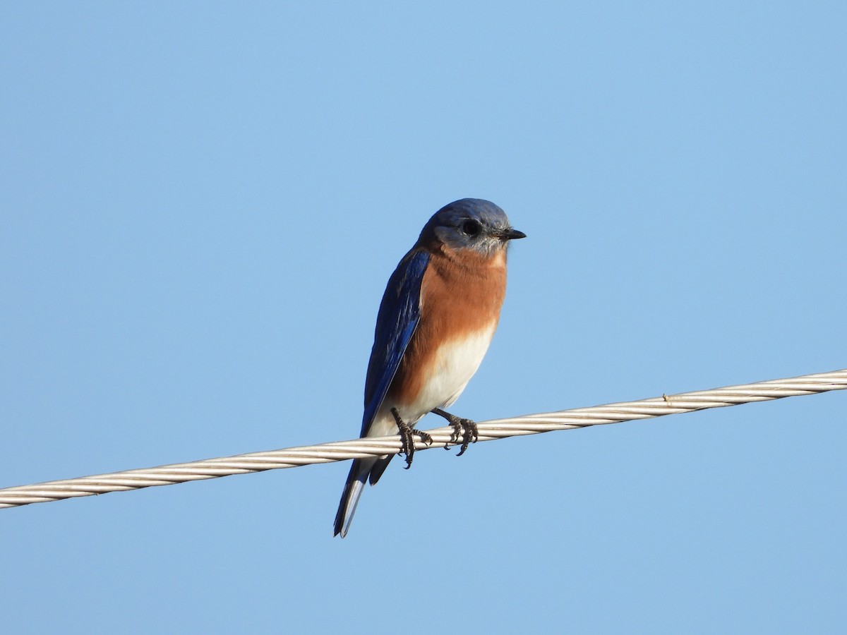 Merlebleu de l'Est - ML644549835