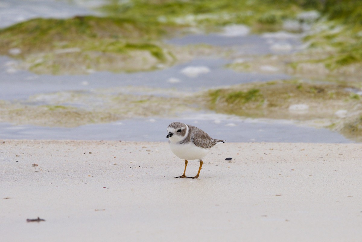 Flötenregenpfeifer - ML644549839