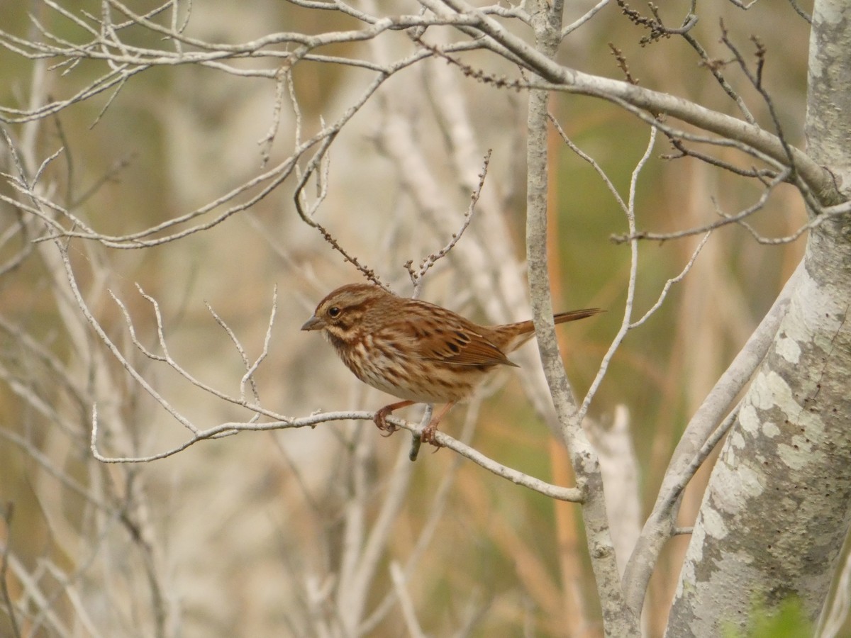 sangspurv - ML644549846