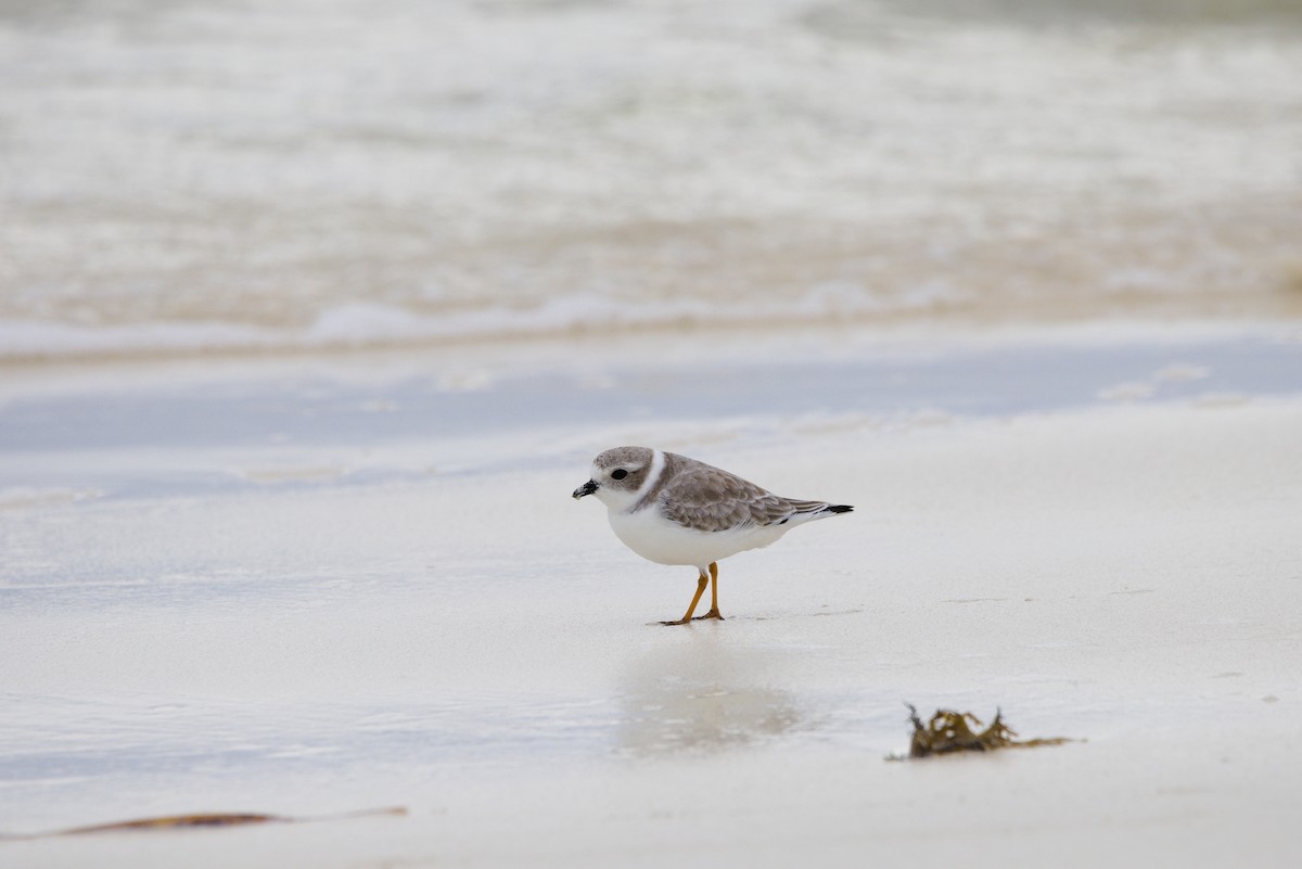 Flötenregenpfeifer - ML644549849