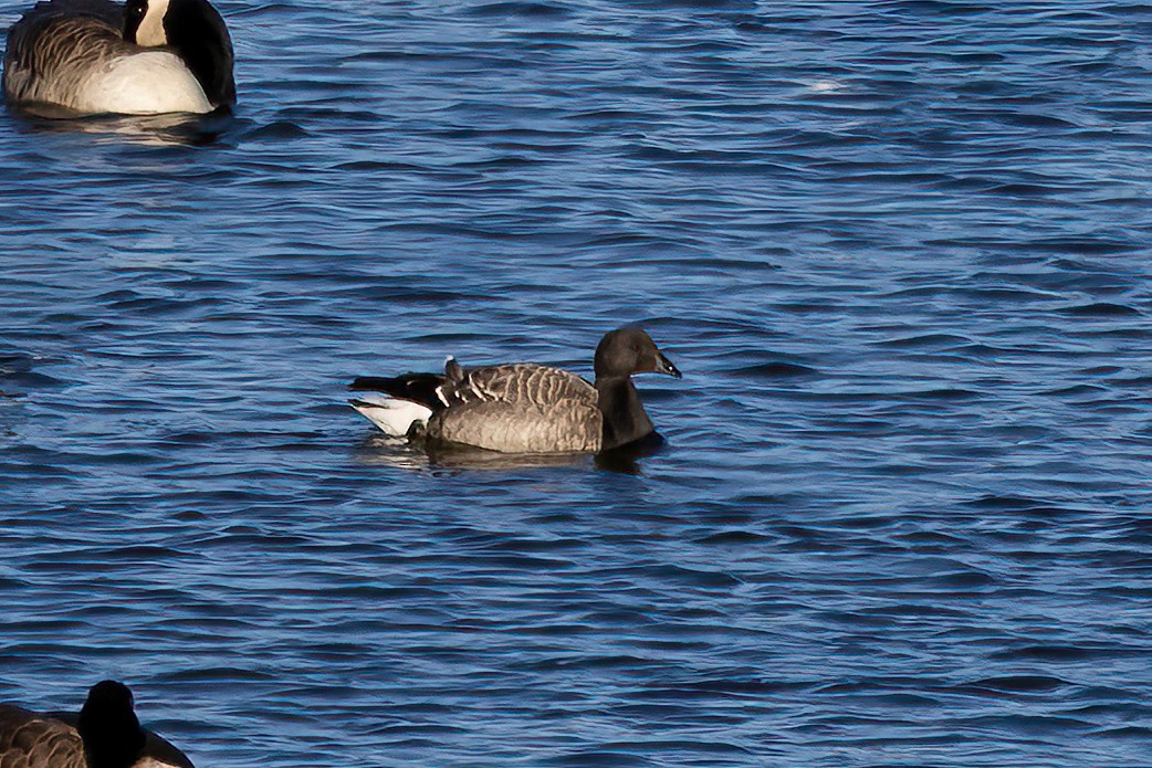 Хар толгойт галуу - ML644549851