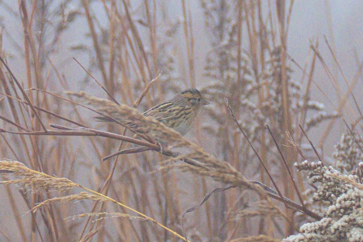 Луговая овсянка-барсучок - ML644549853