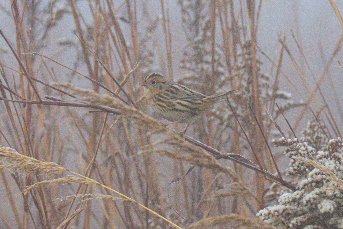 Луговая овсянка-барсучок - ML644549854