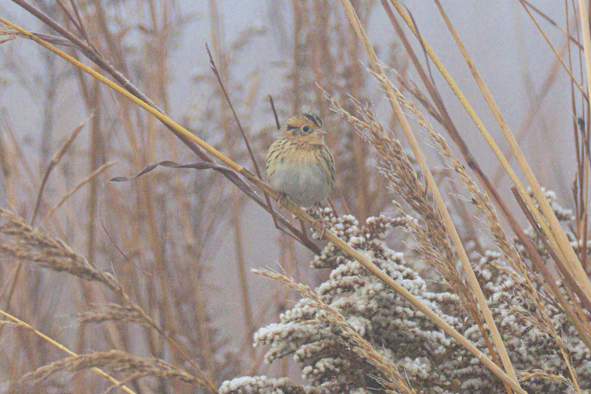 Луговая овсянка-барсучок - ML644549856