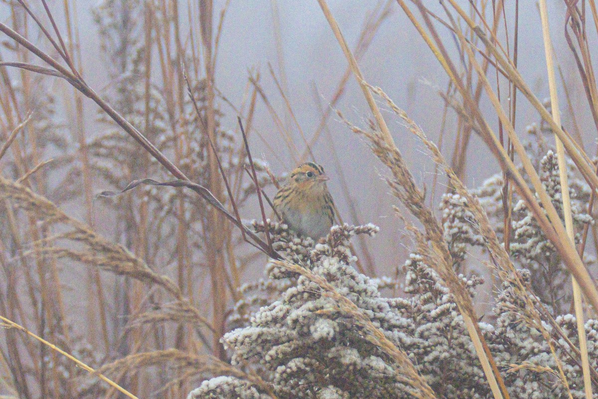 Луговая овсянка-барсучок - ML644549857