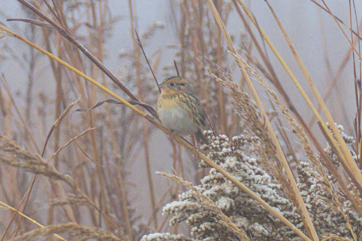Луговая овсянка-барсучок - ML644549858