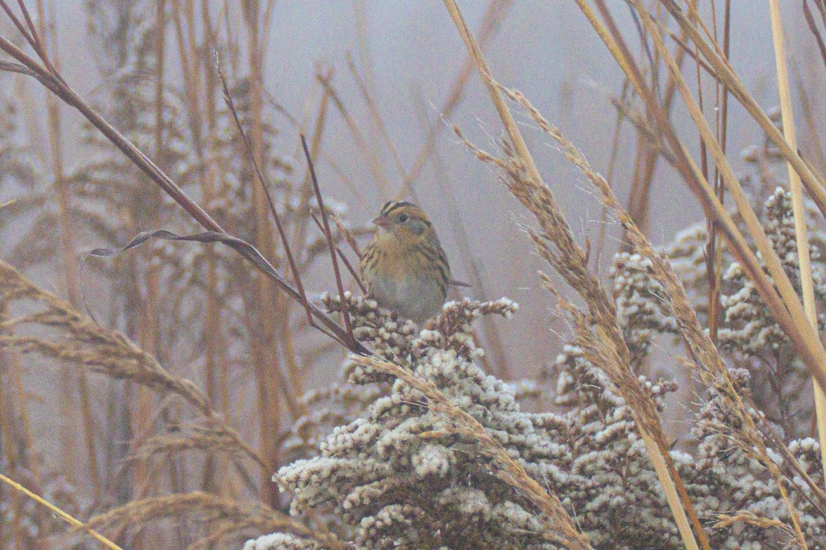 Луговая овсянка-барсучок - ML644549859