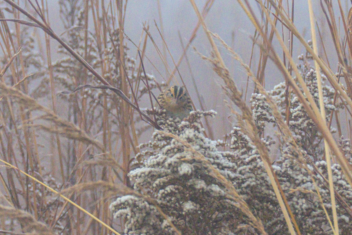 Луговая овсянка-барсучок - ML644549860