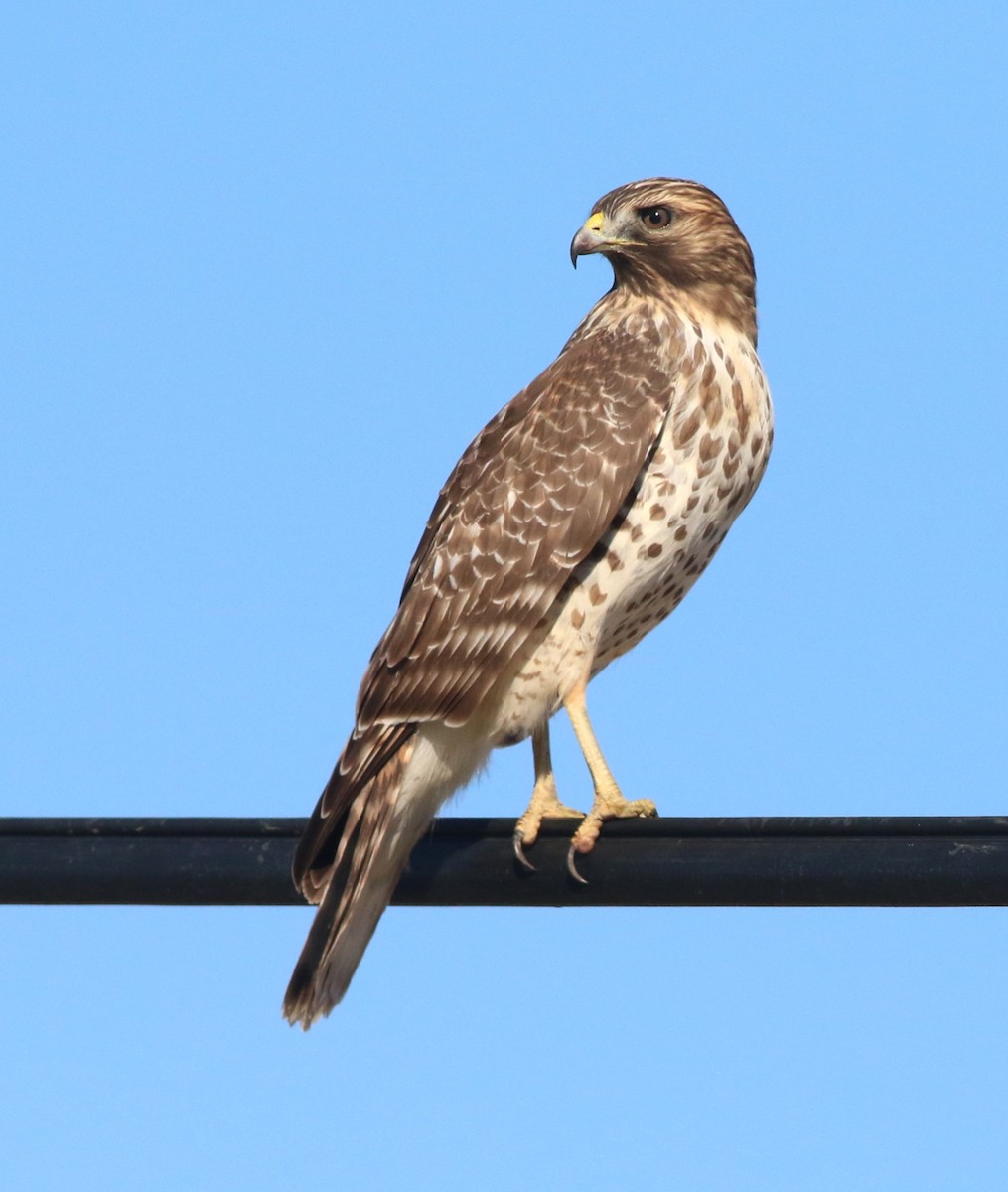 Red-shouldered Hawk - ML644549862