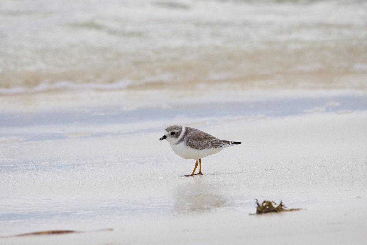 Flötenregenpfeifer - ML644549863